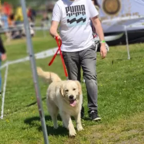 Golden Retriever REPRODUKTOR po Championie Polski