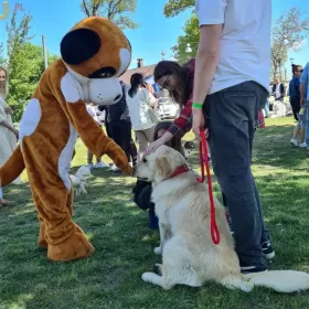 Golden Retriever REPRODUKTOR po Championie Polski