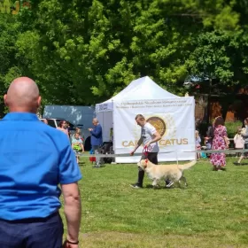 Golden Retriever REPRODUKTOR po Championie Polski