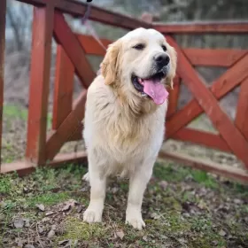 Golden Retriever REPRODUKTOR po Championie Polski