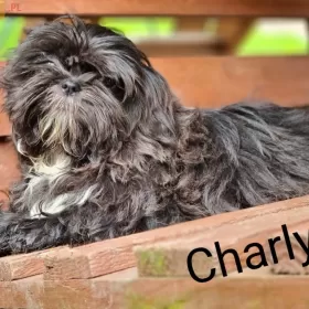 SHIH-TZU UNIKAT  BLUE 14 tyg gen czekoladowy