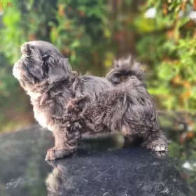 SHIH-TZU UNIKAT  BLUE 14 tyg gen czekoladowy