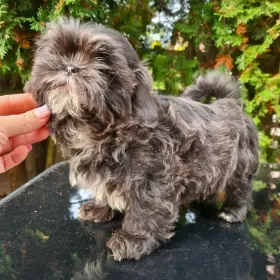 SHIH-TZU UNIKAT  BLUE 14 tyg gen czekoladowy