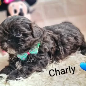 SHIH-TZU UNIKAT  BLUE 14 tyg gen czekoladowy