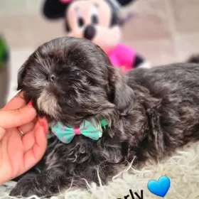 SHIH-TZU UNIKAT  BLUE 14 tyg gen czekoladowy