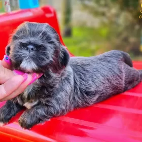 SHIH-TZU UNIKAT  BLUE 14 tyg gen czekoladowy