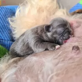 SHIH-TZU UNIKAT  BLUE 14 tyg gen czekoladowy