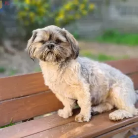 SHIH-TZU UNIKAT  BLUE 14 tyg gen czekoladowy