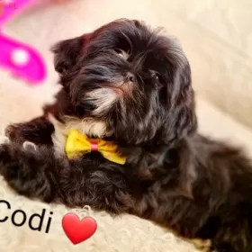 Shih-tzu  Codi Śliczny Piesek 14 tyg