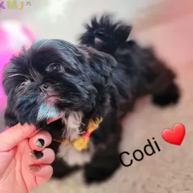 Shih-tzu  Codi Śliczny Piesek 14 tyg