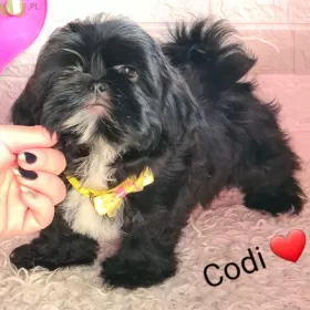 Shih-tzu  Codi Śliczny Piesek 14 tyg