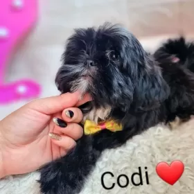 Shih-tzu  Codi Śliczny Piesek 14 tyg