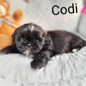 Shih-tzu  Codi Śliczny Piesek 14 tyg