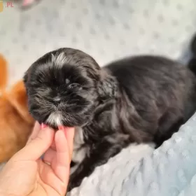 Shih-tzu  Codi Śliczny Piesek 14 tyg