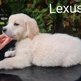 GOLDEN RETRIEVER Pieski złote I biszkoptowe gotowe do odbioru