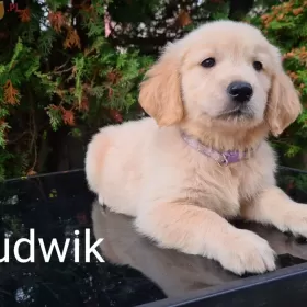 GOLDEN RETRIEVER Pieski złote I biszkoptowe gotowe do odbioru