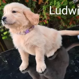 GOLDEN RETRIEVER Pieski złote I biszkoptowe gotowe do odbioru
