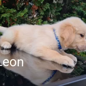 GOLDEN RETRIEVER Pieski złote I biszkoptowe gotowe do odbioru