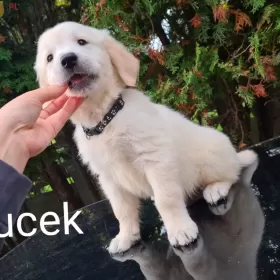 GOLDEN RETRIEVER Pieski złote I biszkoptowe gotowe do odbioru