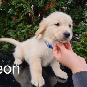 GOLDEN RETRIEVER Pieski złote I biszkoptowe gotowe do odbioru