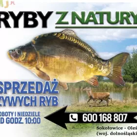 KARP - żywe ryby z własnej hodowli / karp hodowlany / karp handlowy