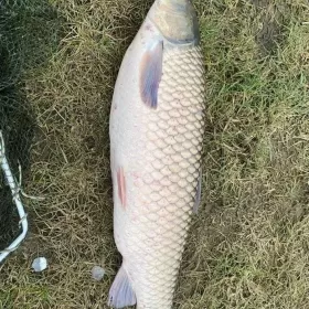 KARP - żywe ryby z własnej hodowli / karp hodowlany / karp handlowy