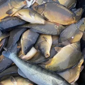 KARP - żywe ryby z własnej hodowli / karp hodowlany / karp handlowy