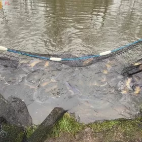 KARP - żywe ryby z własnej hodowli / karp hodowlany / karp handlowy
