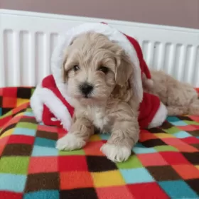 Maltipoo sunie pudel toy maltańczyk