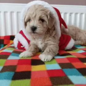 Maltipoo sunie pudel toy maltańczyk