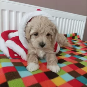 Maltipoo sunie pudel toy maltańczyk
