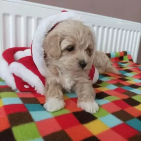 Maltipoo sunie pudel toy maltańczyk