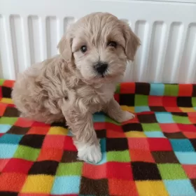 Maltipoo sunie pudel toy maltańczyk