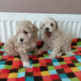 Maltipoo sunie pudel toy maltańczyk