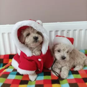 Maltipoo sunie pudel toy maltańczyk