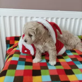 Maltipoo sunie pudel toy maltańczyk