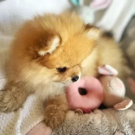 Szpic miniaturowy - pomeranian