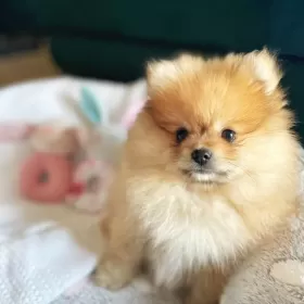Szpic miniaturowy - pomeranian
