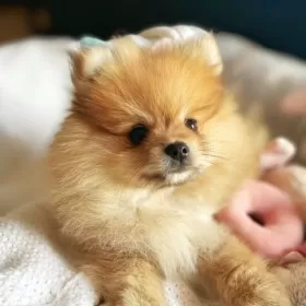 Szpic miniaturowy - pomeranian